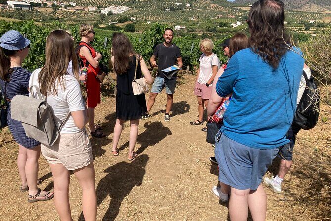 Malaga Organic Vineyard and Winery Six Wines Tapas and Transfer - From Plaza de la Marina to the vines: the A/C van ride you actually enjoy
