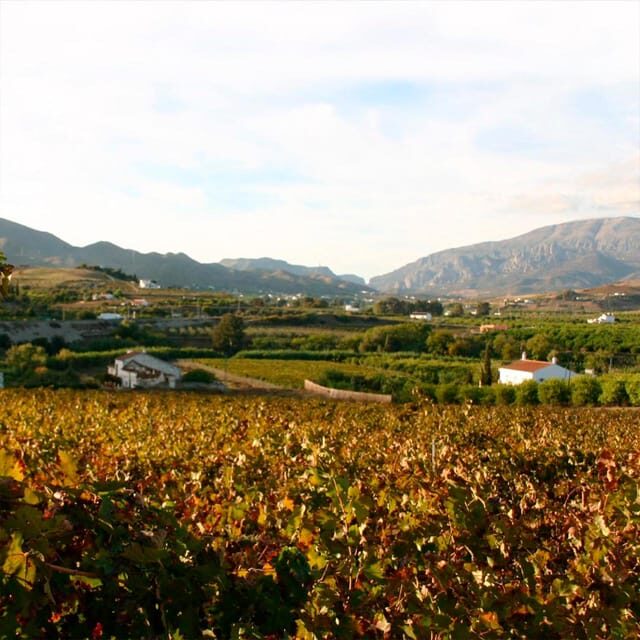Malaga: White Village, Vineyard, and Wine Tasting Wine Tour - Key things I’d plan around