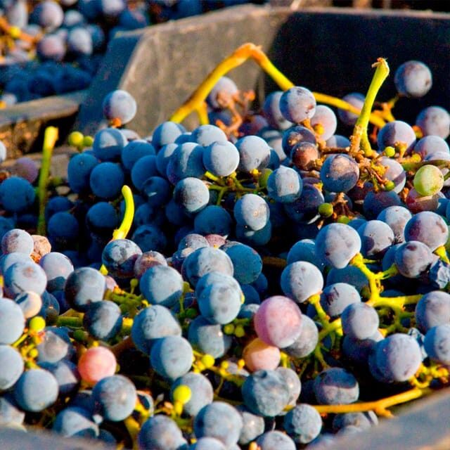 Malaga: White Village, Vineyard, and Wine Tasting Wine Tour - Should You Book This Álora Wine Tour?