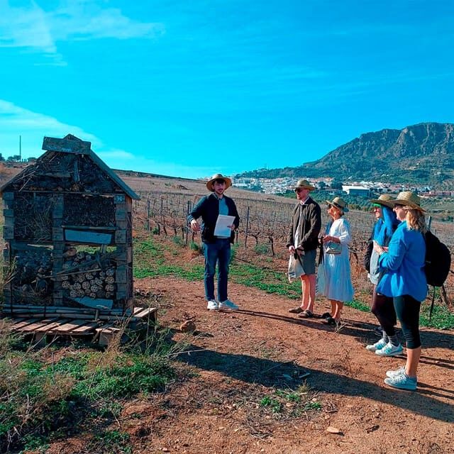 Malaga: White Village, Vineyard, and Wine Tasting Wine Tour - The Vineyard-Ready Break: Photo Stop and a Slower Look Around