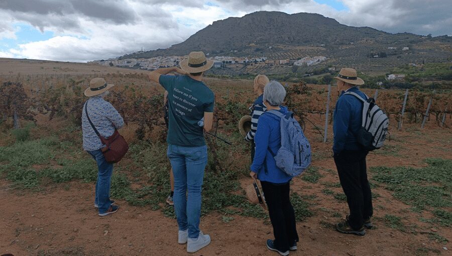 Malaga: White Village, Vineyard, and Wine Tasting Wine Tour - Bodegas Pérez Hidalgo: Winery Tour, Lunch-Style Tapas, and the 4-Wine Tasting