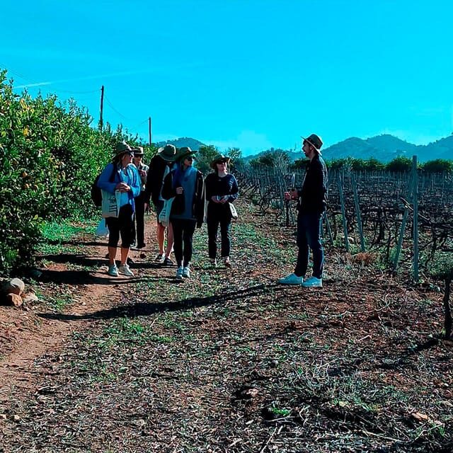 Malaga: White Village, Vineyard, and Wine Tasting Wine Tour - Álora Town Walk: Museum, Church, and the Muslim Castle of Álora