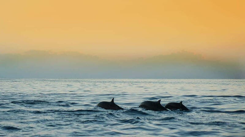 MANGO BOAT - Unlicensed boat in Puerto Banús - Open-Sea Swim and Dolphin Watching: The Core Experience