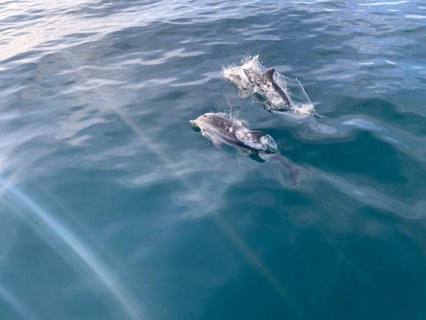Marbella: Sailing & Dolphin Watching with Snacks and Drinks - Dolphin watching: how the crew searches and what to expect if they don’t show