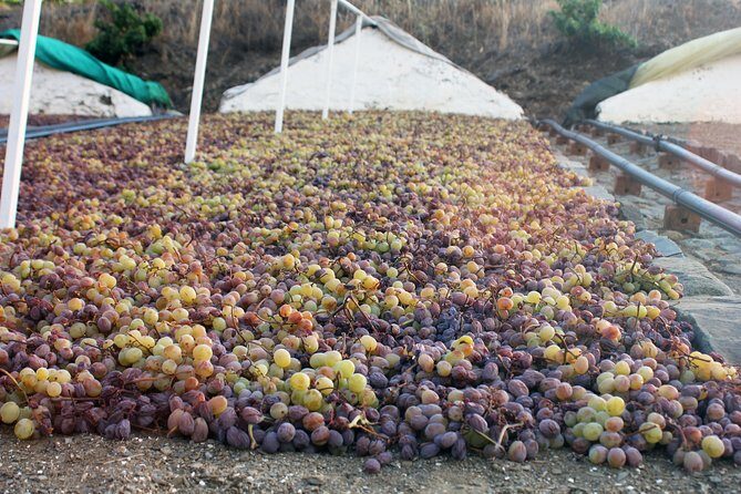 Muscat Raisin Route - Small group with lunch included - Key highlights I’d plan around