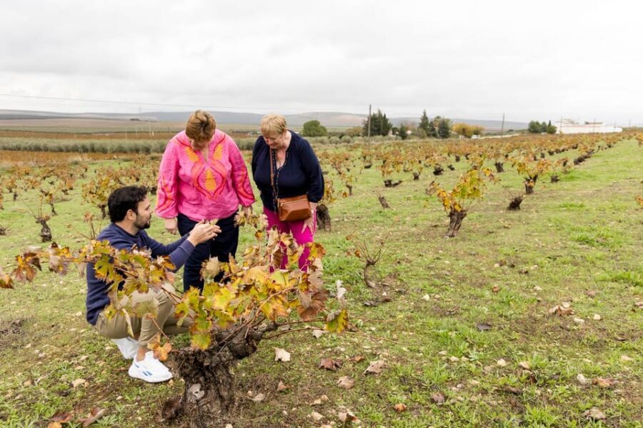 OLIVE OIL & WINE TOUR Organic fields - 5 Wines + 3Olive Oils - Key Highlights You’ll Actually Care About