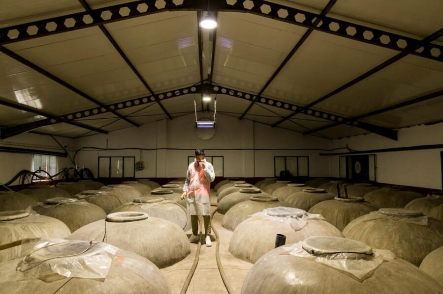 OLIVE OIL & WINE TOUR Organic fields - 5 Wines + 3Olive Oils - Why This Tour Feels More Like Real Andalusian Life