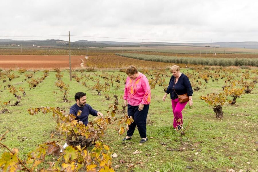 OLIVE OIL & WINE TOUR Organic fields - 5 Wines + 3Olive Oils - Tapas Plus Snacks: Turning a Tastings Into a Real Meal