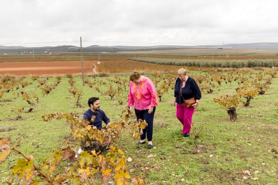 OLIVE OIL & WINE TOUR Organic fields - 5 Wines + 3Olive Oils - The Value Math: $108 for Transport, Tastings, and Tapas