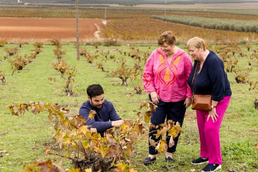 OLIVE OIL & WINE TOUR Organic fields - 5 Wines + 3Olive Oils - My Practical Tips Before You Go