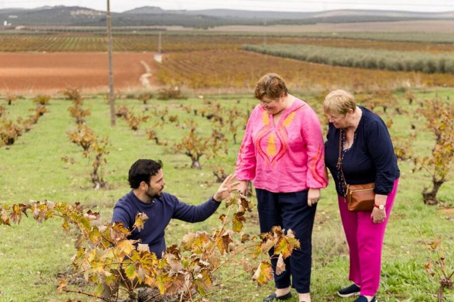 OLIVE OIL & WINE TOUR Organic fields - 5 Wines + 3Olive Oils - Málaga Pickup: The Easy Start That Sets the Tone