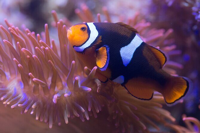 Premium Ticket Sea Life Benalmádena - What You’re Really Buying With the Premium Ticket