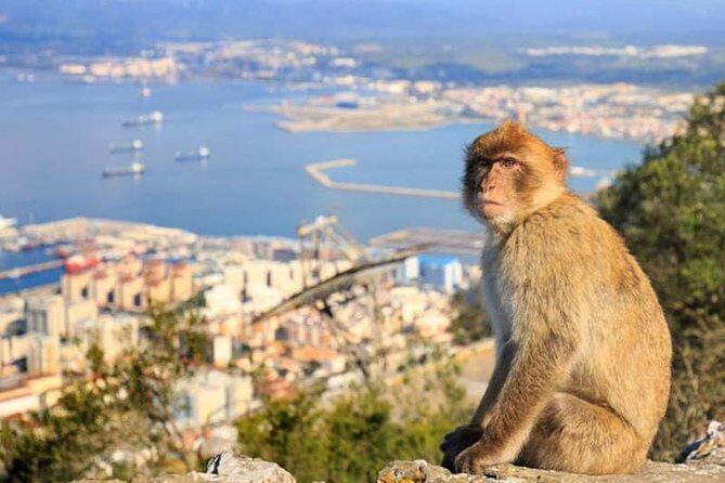 Private exclusive tours from Malaga and Marbella to Gibraltar - Hotel pickup from Malaga and Marbella, then a scenic drive to the Rock