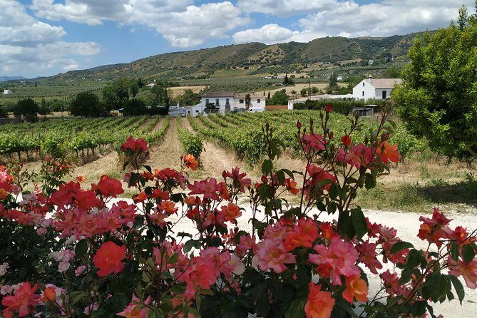 Private Excursion to Ronda from Costa del Sol 7 Hours - Costa del Sol pickup to Ronda, timed for good light