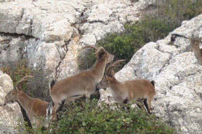 Private Guided Tour to Torcal de Antequera - The Real Value: A Local Guide Who Adjusts on the Fly