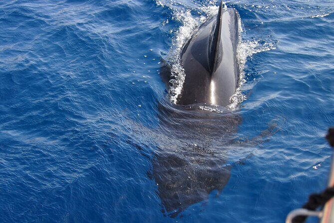 Private Sailing - dolphin Experience Estepona - drink & food - 4h - Safety and communication: how to protect your day (especially for swim time)