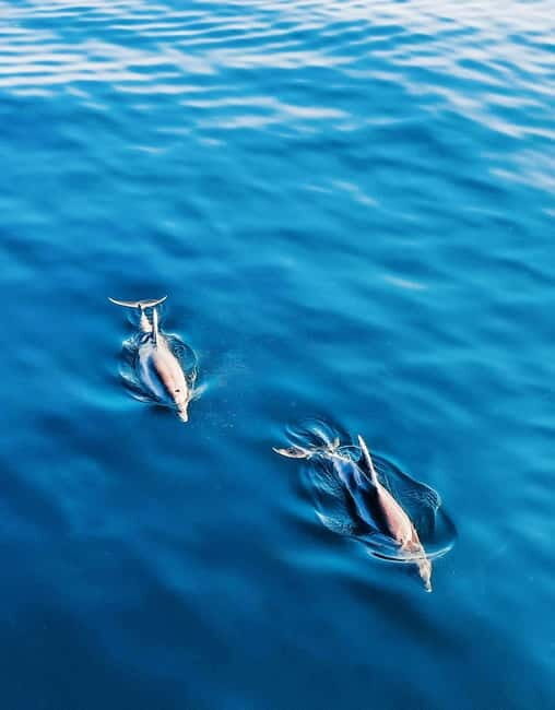 Puerto Banús: Boat Cruise with Snorkeling & Paddle Board - Dolphins and the Captain Effect: Why Veronica Matters
