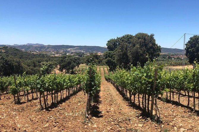 Ronda Day Tour and Winery Visits from Marbella - Key highlights you’ll feel on the day