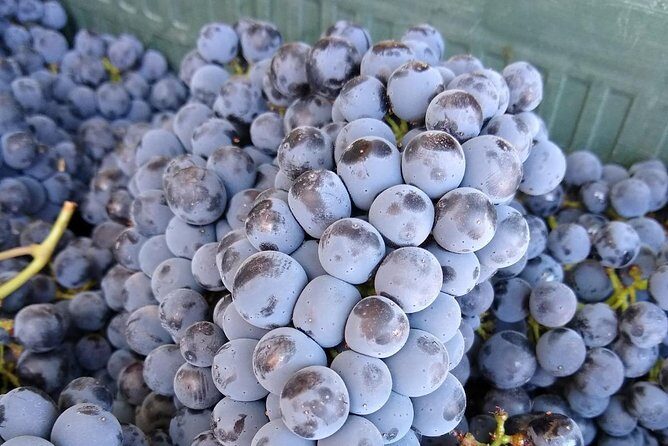 Ronda Day Tour and Winery Visits from Marbella - Timing, transport, and why the small group matters