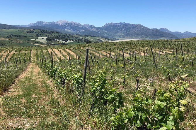 Ronda Day Tour and Winery Visits from Marbella - Weather and comfort: the day runs on good conditions