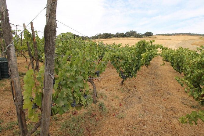 Ronda Private Full Day Wine Tour - A private Ronda day with a 10:00 am start from your hotel
