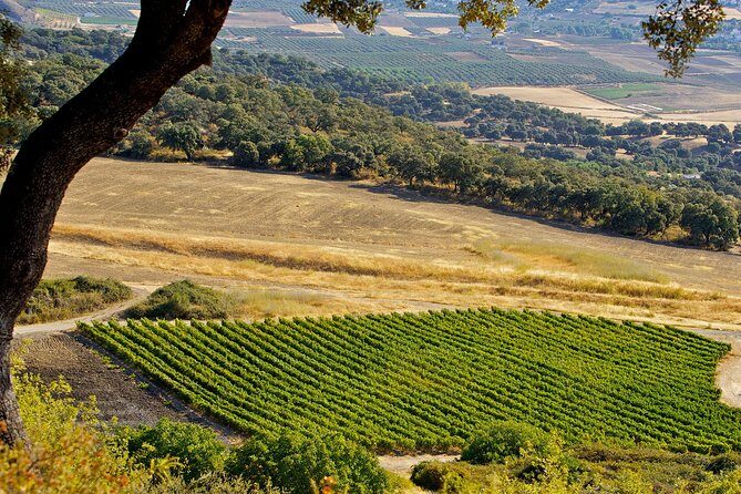 Ronda Private Full Day Wine Tour - Ronda in ~2 hours: Puente Nuevo, bullring, and Arab Baths