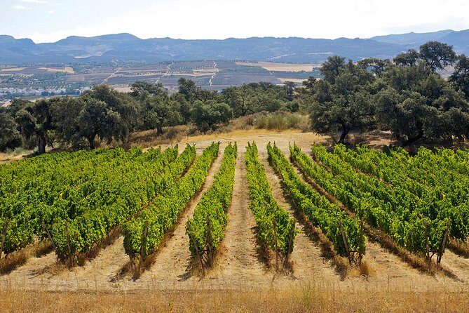Ronda Private Full Day Wine Tour - Who this tour is best for (and who might not love it)