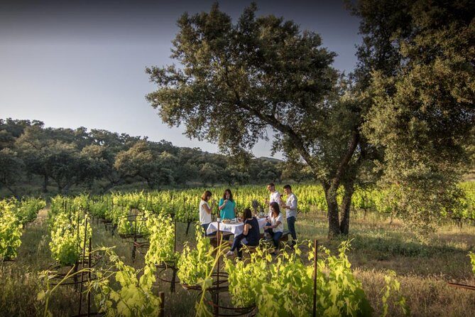 Ronda Private Wine Tour and Tapas from Marbella - Entering Finca La Melonera: organic vineyards and the phylloxera comeback
