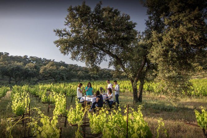 Ronda Private Wine Tour + Free Time in Ronda - Finca La Melonera Winery: Vineyards, Barrel Rooms, and a Real Tasting