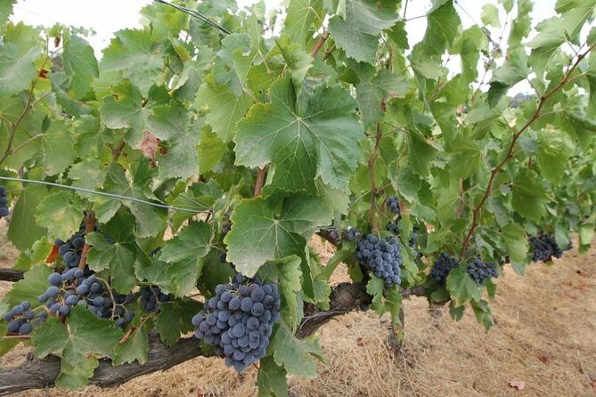 Ronda Private Wine Tour + Free Time in Ronda - What’s Included for Food and Wine (and Why It Matters)