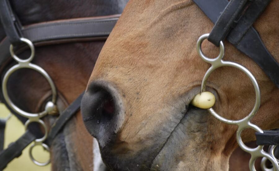 Torremolinos: Guided tour to stables of El Ranchito - Who should book this stables tour in Torremolinos