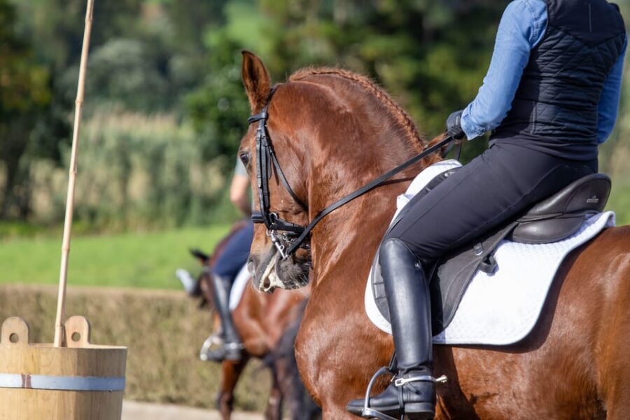 Torremolinos: Guided tour to stables of El Ranchito - Photo and video time with Pura Raza Española horses
