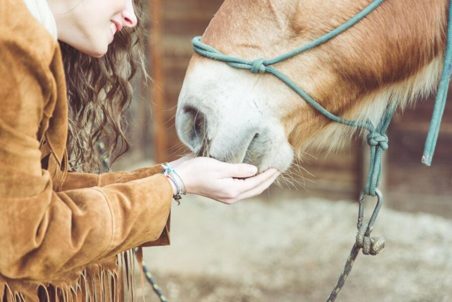 Torremolinos: Guided tour to stables of El Ranchito - Timing the stables tour before Ritmo a Caballo (ticket timing matters)
