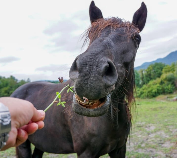 Torremolinos: Guided tour to stables of El Ranchito - What to bring (and what to leave behind)