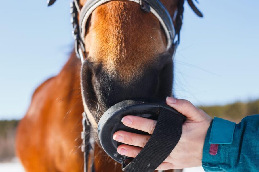 Torremolinos: Guided tour to stables of El Ranchito - The 30-minute guided stables visit: what you’ll actually do