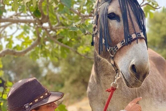 Tour the Sanctuary and Walk with the Donkeys and Share their Love - Weather, Timing, and the Pace of a Sanctuary Day