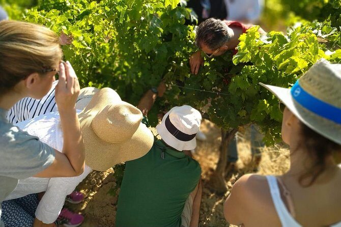 VIP Ronda Wine Tour and Tasting and Gourmet Lunch Experience with Winemaker - From Marbella to Ronda: why this route is built for a full-day feel