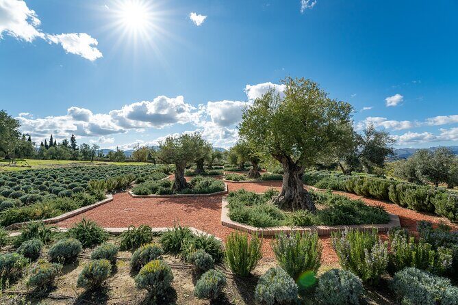 Visit Oil Mill Museum and Olive Oil Tasting in Ronda - Walking between olive groves and organic vineyards (with Starck surprises)