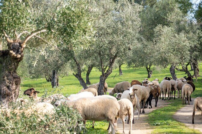 Visit Oil Mill Museum and Olive Oil Tasting in Ronda - The tasting: organic olive oil comparisons you can actually use
