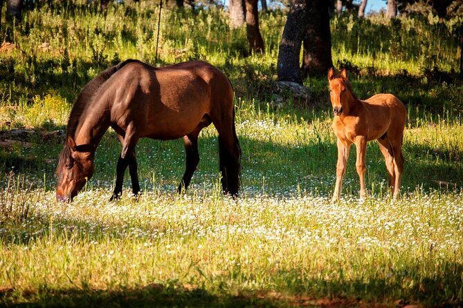 Visita Entre Toros y Caballos - Reservatauro Ronda: where ranch life is the main event