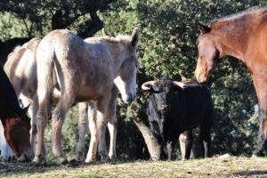 Visita Entre Toros y Caballos - Timing and group size: why the 1 hour 10 minutes can feel different