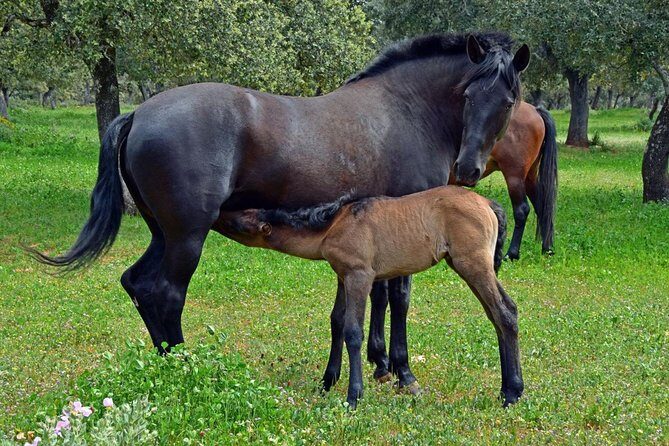 Visita Entre Toros y Caballos - The UNESCO Biosphere pastures: centenary holm oaks and animals in motion