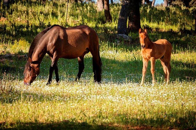 Visita Entre Toros y Caballos - Learning ranch life with a real guide: what makes it click