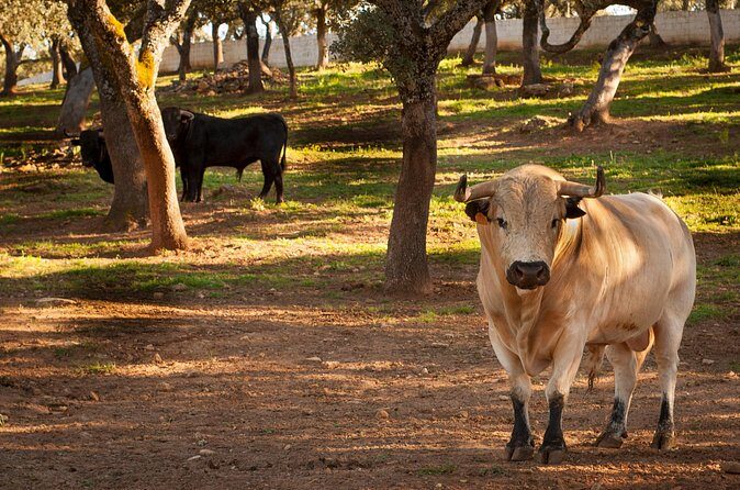 Visita Entre Toros y Caballos - Price and value: is $36.16 per person a fair deal?